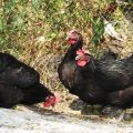 Siyah tüylü en iyi 6 tavuk türünün tanımı ve bakım kuralları
