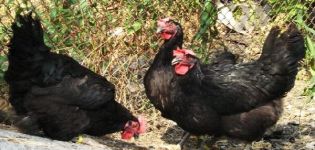 Descripció de les 6 millors races de pollastres amb plomatge negre i normes de conservació
