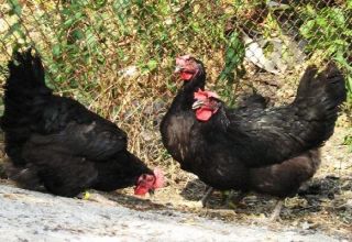 Descripció de les 6 millors races de pollastres amb plomatge negre i normes de conservació