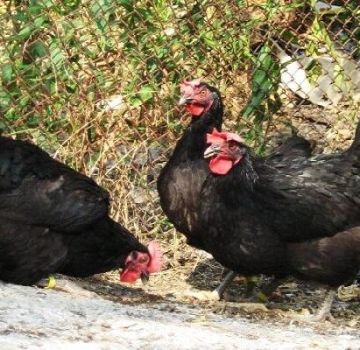 Beschreibung der 6 besten Hühnerrassen mit schwarzem Gefieder und Aufbewahrungsregeln