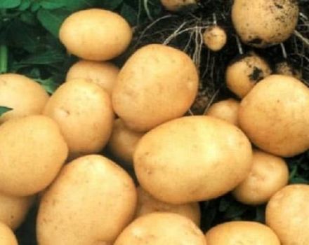 Beschrijving van het aardappelras Rogneda, kenmerken van teelt en verzorging