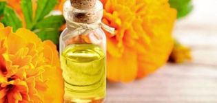 Medicinal properties and contraindications of marigolds, health benefits and harms