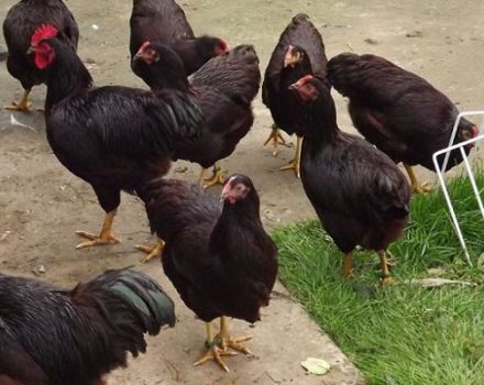 Beskrivelse og karakteristika for Rhode Island kyllinger, avlsegenskaber