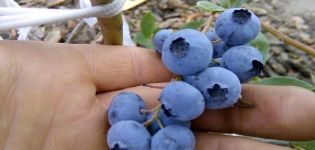 Description and characteristics of the Toro blueberry variety, planting and care rules