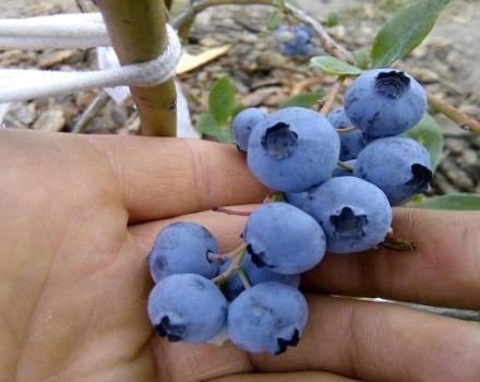 Mga paglalarawan at mga katangian ng iba't-ibang uri ng blueberry ng Toro, mga patakaran sa pagtatanim at pangangalaga