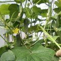 Plantarea, cultivarea și cele mai bune soiuri de castraveți pentru o seră din policarbonat în regiunea Moscova