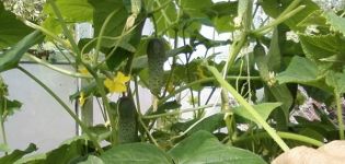 Planting, growing and the best varieties of cucumbers for a polycarbonate greenhouse in the Moscow region