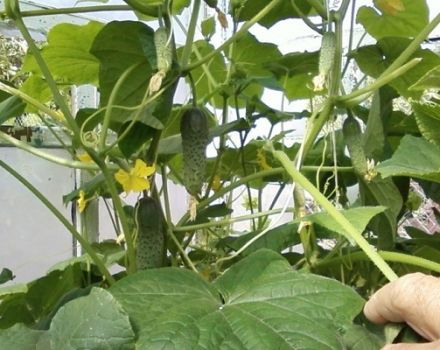Planten, kweken en de beste variëteiten komkommers voor een polycarbonaatkas in de regio Moskou