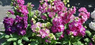 Description of the best varieties of perennial matthiola, growing from seeds