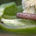 Škodcovia sladkej papriky a boj proti nim: čo robiť, čo liečiť
