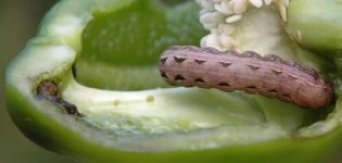 Paprika-Schädlinge und der Kampf gegen sie: Was tun, was behandeln?
