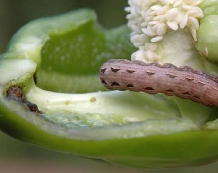 Parassiti del peperone dolce e lotta contro di loro: cosa fare, cosa trattare