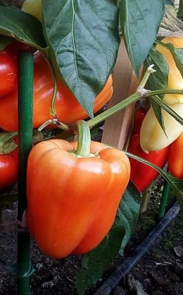 Description of varieties of pepper Khalif, Antey and Flamenco, cultivation and yield with photo