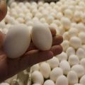 Kaip laikyti perinti skirtus kiaušinius prieš įkuriant inkubatoriuje, kambario reikalavimus ir laiką