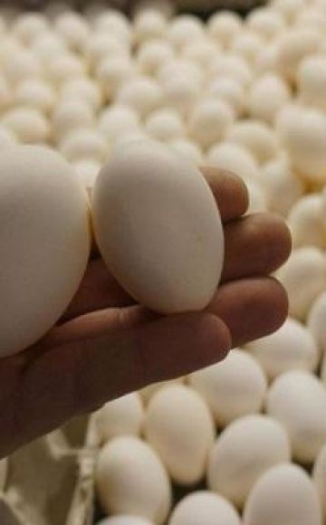 Jak przechowywać jaja wylęgowe przed umieszczeniem w inkubatorze, wymagania dotyczące pomieszczenia i czas
