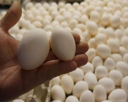 Kako čuvati jaja za izlijevanje prije postavljanja u inkubator, zahtjeve za sobu i vrijeme