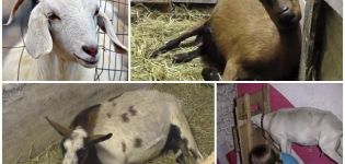 Przyczyny i objawy niedowładu poporodowego u kozy, leczenie i profilaktyka