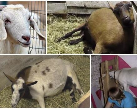 Causas y síntomas de la paresia posparto en una cabra, tratamiento y prevención.