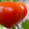 Characteristics and description of the Budenovka tomato variety, its yield
