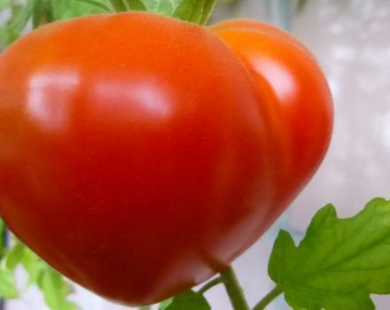 Budenovka-tomaattilajikkeen ominaisuudet ja kuvaus, sen sato