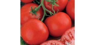 Opis odrody paradajok Aristokrat, vlastnosti pestovania a výnos