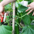How to pinch cucumbers in a greenhouse correctly step by step