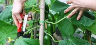 How to pinch cucumbers in a greenhouse correctly step by step