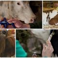 Wie viel Kühe haben Angst vor Injektionen und Arten von Injektionen, wo zu tun und Fehler