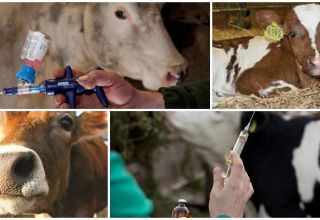 Koľko krav sa bojí injekcií a typov injekcií, kde robiť a chýb