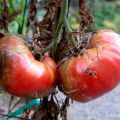 How to deal with late blight on tomatoes in a greenhouse and open field