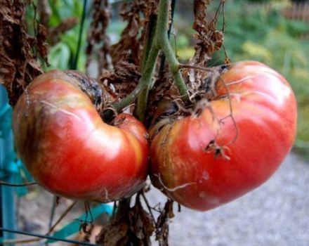 Jak radzić sobie z zarazą pomidorów w szklarni i na otwartym polu