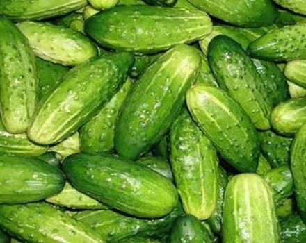 Beschrijving van de Mamluk-komkommervariëteit, de teelt en zorg