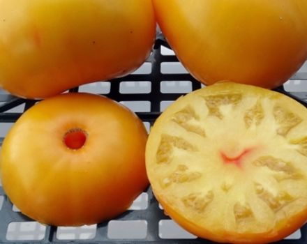 Pomidorų veislės močiutės bučinio savybės ir aprašymas, jo derlius