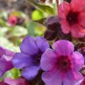 Rules for planting and caring for lungwort in the open field, varieties and cultivation