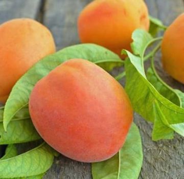 Description de la variété d'abricot À joues rouges et maladies, plantation et entretien, résistance à l'hiver
