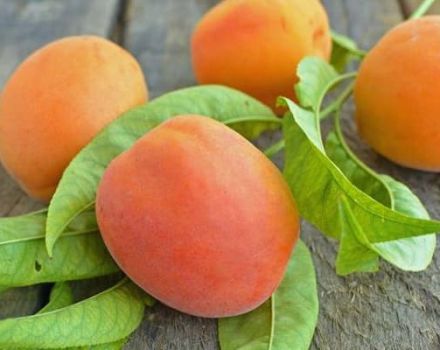 Description of the apricot variety Red-cheeked and diseases, planting and care, winter hardiness