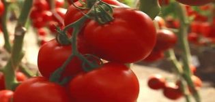 Beskrivelse af en tidlig sort af tomatkorallrev og dens dyrkning