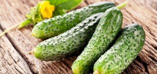 Beschrijving van de beste, productieve komkommersoorten voor kassen van polycarbonaat