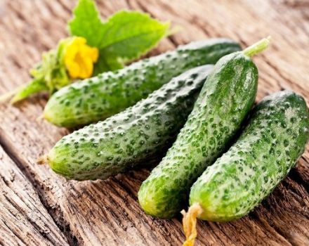 Description of the best, yielding varieties of cucumbers for polycarbonate greenhouses