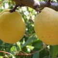 Abrikosų veislės „Limonka“ aprašymas ir derliaus ypatybės, auginimo niuansai