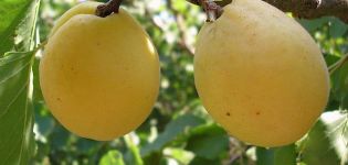 Beskrivelse af abrikosvariet Limonka og karakteristika ved udbytte, nuancer af dyrkning