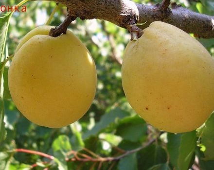Description of apricot variety Limonka and characteristics of yield, nuances of cultivation