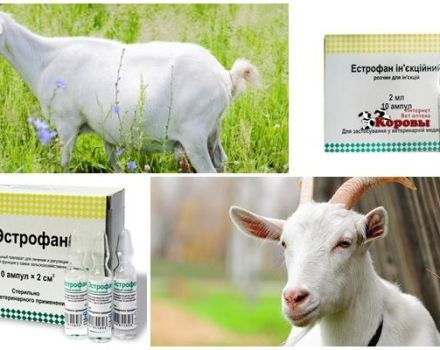 Zusammensetzung und Gebrauchsanweisung von Estrofana für Ziegen, Dosierung und Analoga