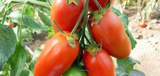 Charakterystyka i opis odmiany pomidora Ladies 'saint
