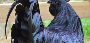 A fekete húsú csirkék megjelenésének és fajtájának története, karbantartási szabályok