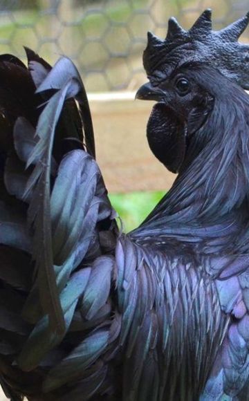 La historia de la aparición y reproducción de pollos negros con carne negra, reglas de mantenimiento.