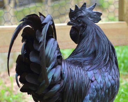 A fekete húsú csirkék megjelenésének és fajtájának története, karbantartási szabályok