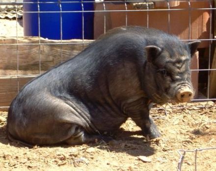 Što učiniti ako se svinja ne uspravi, uzroci problema i metode liječenja