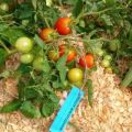 Pomidorų veislės „Leningradskiy Kholodok“ aprašymas, auginimo ypatybės ir derlius