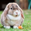 Apodos divertidos y originales para conejos, como acostumbrar a tu mascota al nombre